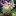 swancottageflowers.com icon